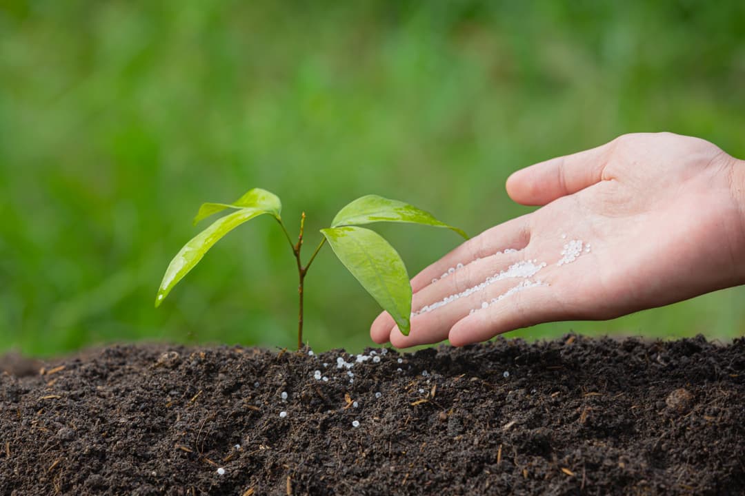 Growing Your Pension Tree